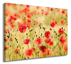 Maky, Monet - Obraz CS0508