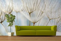 Púpava fototapeta 6861 - vinylová