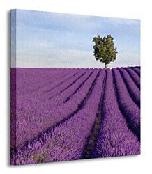 Francúzske levandule - Obraz CKS0532