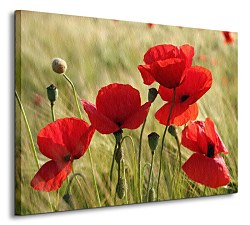 Divé maky - Obraz CS0226