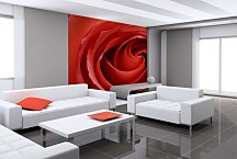 Červená ruža Fototapeta 6211 - samolepiaca na stenu