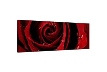 Ruža Panoráma obraz zs343