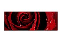 Ruža Panoráma obraz zs343