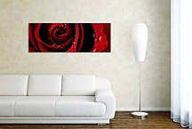 Ruža Panoráma obraz zs343