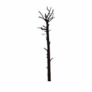 Šablóna na maľovanie - Kmeň stromu tx18