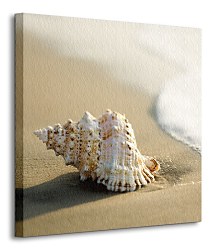 Mušľa na pláži - Obraz CKS0248