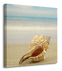 Mušľa na pláži - Obraz CKS0503