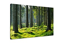 Obraz Slovenský les zs29076