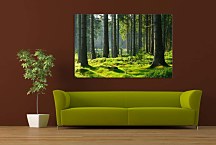 Obraz Slovenský les zs29076