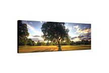 Stromy Obrazy Panoráma zs3262