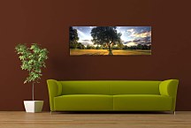 Stromy Obrazy Panoráma zs3262