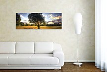 Stromy Obrazy Panoráma zs3262