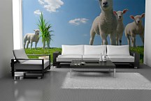 Tapeta Jahniatka 29383 - samolepiaca na stenu