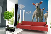 Tapeta Jahniatka 29383 - samolepiaca na stenu