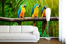 Tapeta Papagáje v pralese 29199 - samolepiaca na stenu