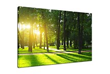 Tlačený obraz Zelený les zs29148