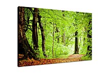Tlačený obraz Zelené listy na stromoch zs29194