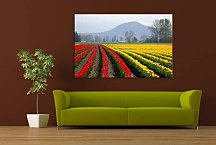 Obraz Tulipánové polia v Holandsku zs29151