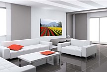 Obraz Tulipánové polia v Holandsku zs29151