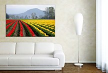 Obraz Tulipánové polia v Holandsku zs29151