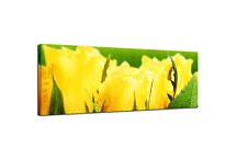 Tulipány Panoráma obraz zs107