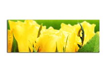 Tulipány Panoráma obraz zs107