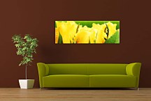 Tulipány Panoráma obraz zs107