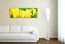 Tulipány Panoráma obraz zs107