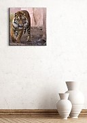 Tiger Alfa - Obraz CKS0439