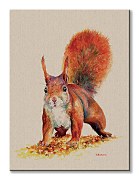 Obraz Veverička Sammy - Bannon Jane WDC100323