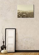 Field of Daisies - Obraz WDC44739