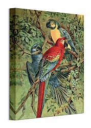 Vintage Parrots - obraz Piddix WDC92900