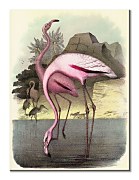 Vintage Flamingos - obraz Piddix WDC92906