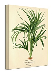 Piddix obraz Curry Palm WDC92909