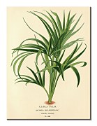 Piddix obraz Curry Palm WDC92909