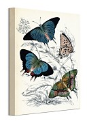 Butterflies II - obraz Piddix WDC92913