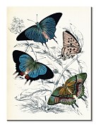 Butterflies II - obraz WDC92913