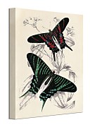Piddix Obraz - Butterflies III WDC92914