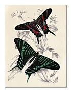 Piddix Obraz - Butterflies III WDC92914