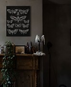 Eleven Moths - Obraz WDC94582