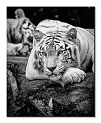 Tiger Stare - Obraz WDC94635