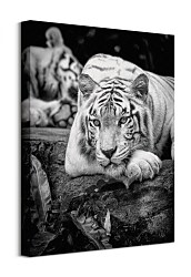 Tiger Stare - Obraz WDC94635