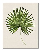 Tropical Leaf III - obraz Thornton Summer WDC94747