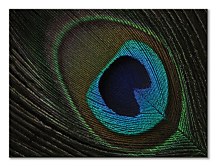 Peacock Feather Eye - obraz WDC99888