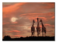 Moonrise Giraffes - obraz WDC99927