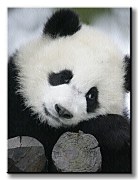 Panda - Obraz CS0375