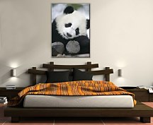 Panda - Obraz CS0375