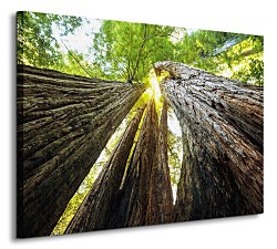 Sekvoje - Obraz CS0074