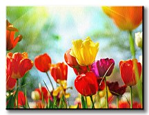 Jarné kvety - Obraz CD0717