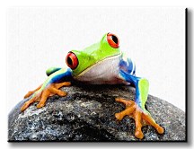 Žaba na kameni Obraz CS0265